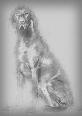 Vizsla dog 15 years old s