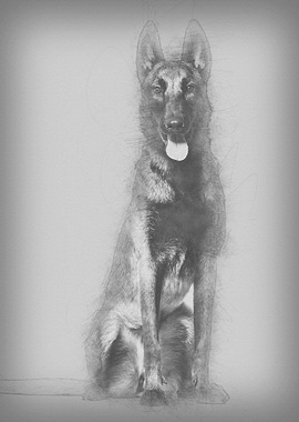 Malinois dog 1 year old si