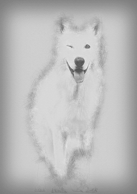 Swiss Shepherd dog 5 years