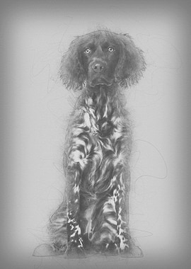 Munsterlander dog 9 month