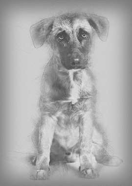 Mixedbreed dog 7 months