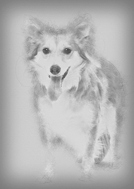 Mixed breed dog 2 years ol