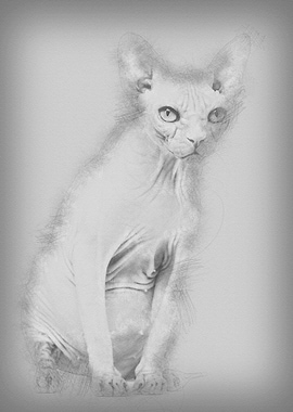 Sphynx 4 years old against