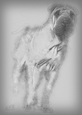 Shar Pei puppy 6 months ol