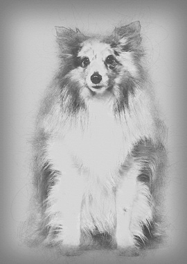 Sheltie sitting against wh