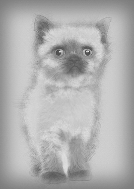 Portrait of British Shorth