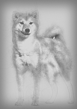 Shiba Inu standing against