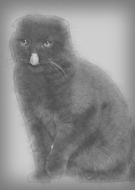 Scottish Fold cat 1 year o