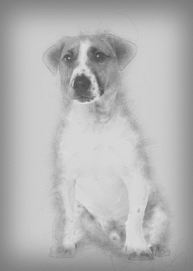 Portrait of Jack Russell T