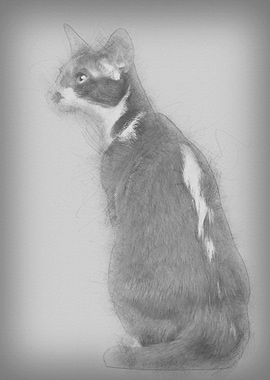 Rear view of an Oriental S