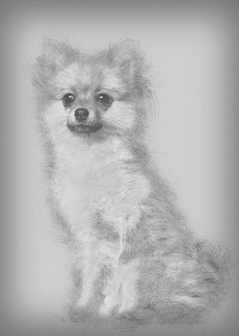 Spitz puppy 3 months old s