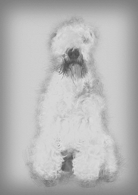 SoftCoated Wheaten Terrie