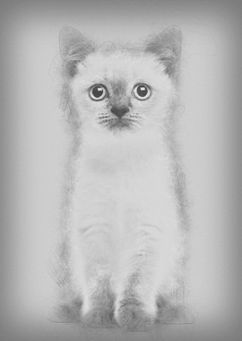 Portrait of British Shorth