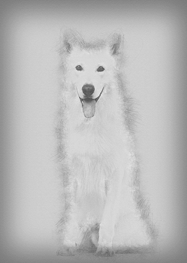 Swiss Shepherd dog 5 years