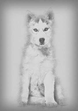 Husky dog 2 months old sit