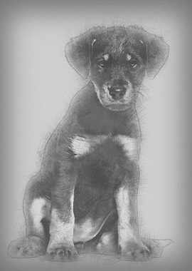 Mixedbreed dog 2 months