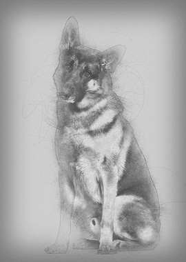 German Shepherd dog sittin