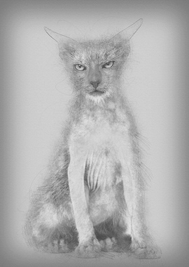 Kitten Lykoi cat 3 months