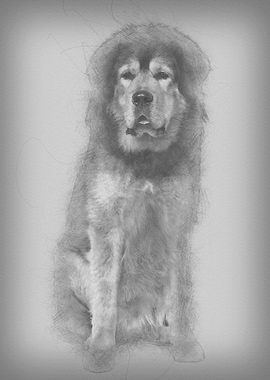 Tibetan mastiff 3 years ol