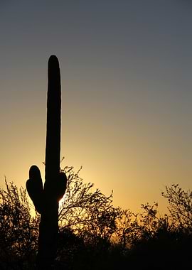 Cactus Silhouette