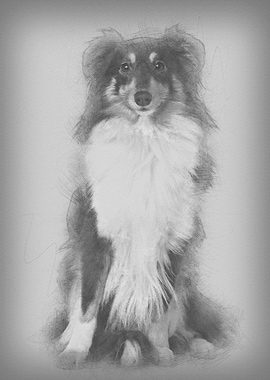 Shetland Sheepdog 2 years