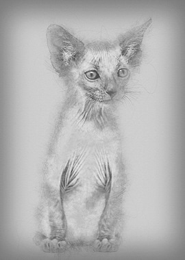 Kitten Lykoi cat 7 weeks o