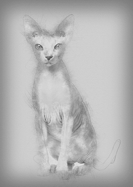 Sphynx cat 1 year old sitt