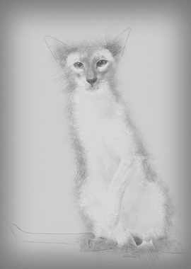 Siamese cat portrait again