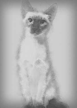 Thai kitten 5 months old s