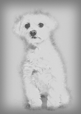 Maltese dog sitting agains