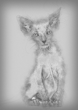 Kitten Lykoi cat 7 weeks o