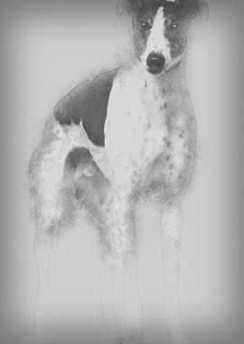 Grey Hound 4 years old sta