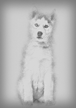 Husky dog 2 months old sit