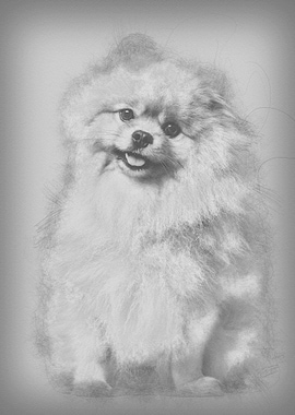 Spitz dog sitting against