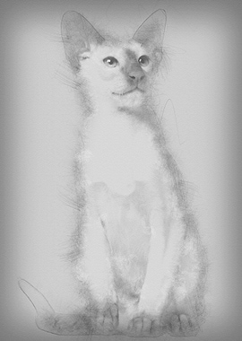 Siamese kitten 5 months ol