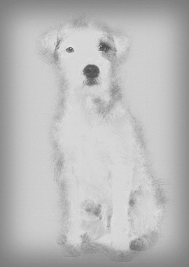 Parson Russell Terrier sit
