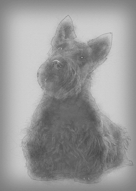 Scottish Terrier 20 months