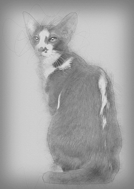 Rear view of an Oriental S