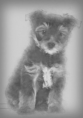Yorkshire Terrier puppy 7