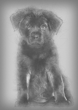 Mixedbreed dog 2 months