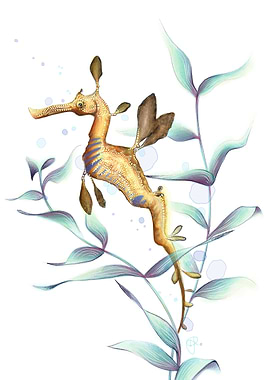 Weedy Sea Dragon