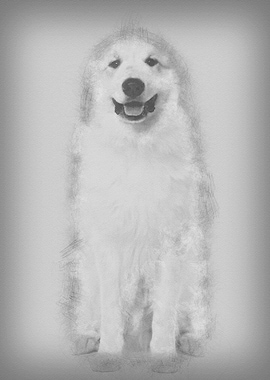 Great Pyrenees or Pyrenean