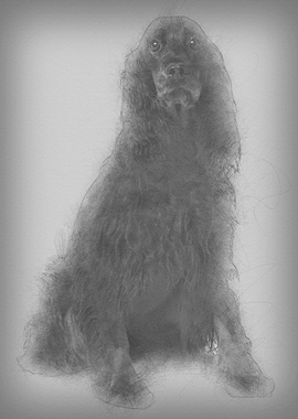 Gordon Setter dog 7 years