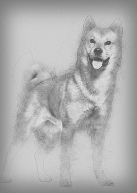 Shiba Inu standing in stud