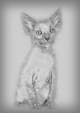 Kitten Lykoi cat 7 weeks o