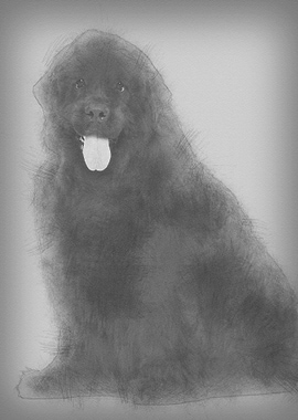 Newfoundland 4 years old s