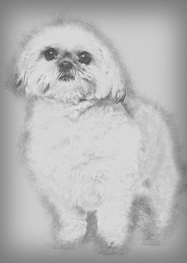 Shih Tzu 3 and a half year