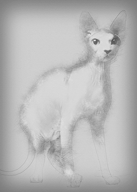 Sphynx cat 13 months old s