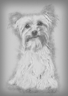 Yorkshire Terrier sitting
