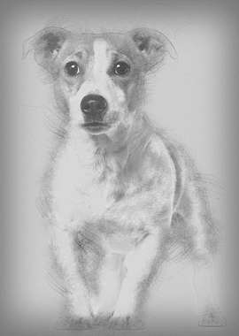 Jack Russell Terrier 16 mo